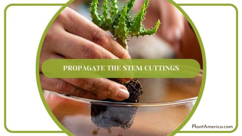 Propagate The Stem Cuttings Plant America