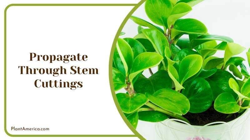 Propagate Through Stem Cuttings PlantAmerica 1