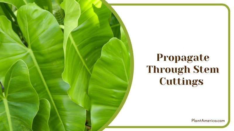 Propagate Through Stem Cuttings PlantAmerica 2
