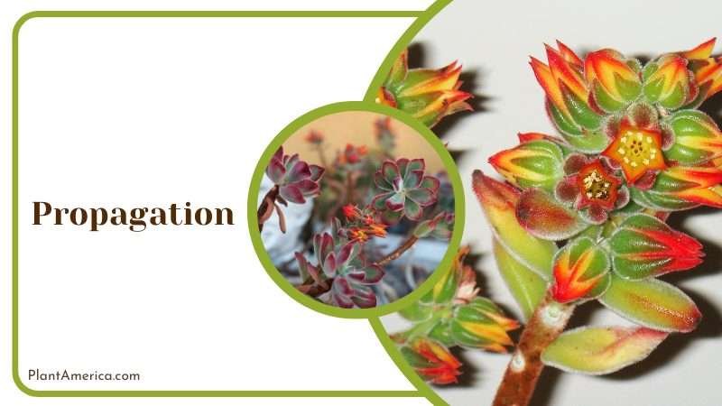 Propagate Using Stem Cuttings Plant America