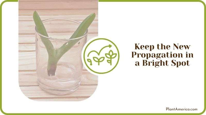 Propagated Snake Plants in Water PlantAmerica Propagated Snake Plants in Water PlantAmerica