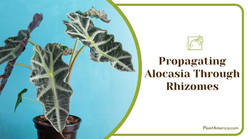 Propagating Alocasia Through Rhizomes ~ PlantAmerica
