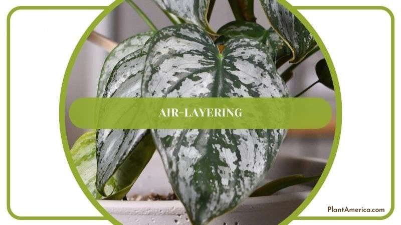Propagating Brandtianum by Air Layering Plant America