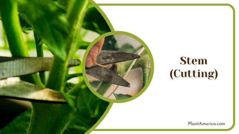 Propagating Edithcolea Grandis by Stem Cutting Plant America