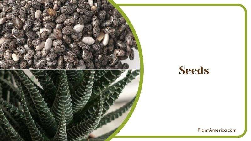 Propagating Haworthia Reinwardtii By Seeds Plant America