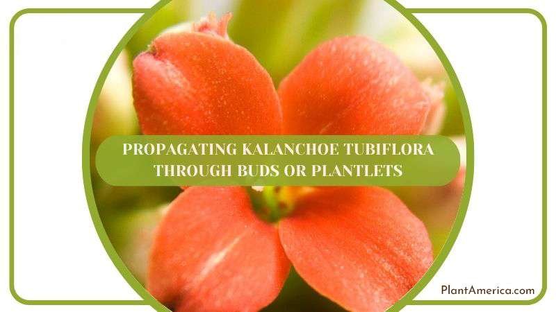 Propagating Kalanchoe Tubiflora Through Buds or Plantlets