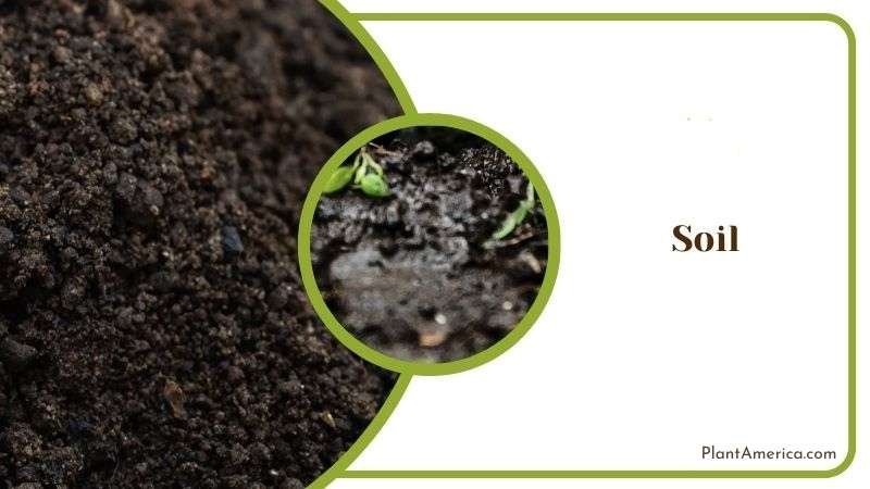 Propagating Philodendron Plant by Soil Plant America