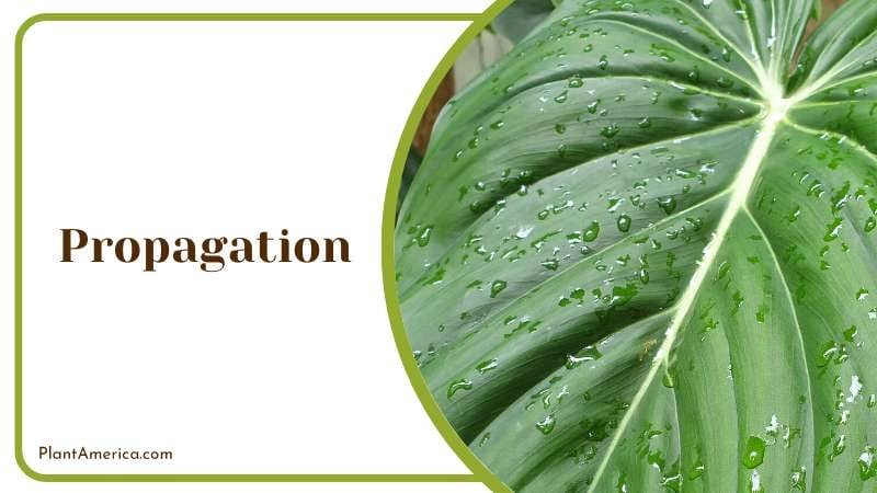 Propagating Philodendron Splendid by Stem Cuttings PlantAmerica