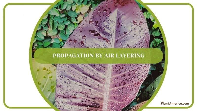 Propagating Philodendron by Air Layering Plant America