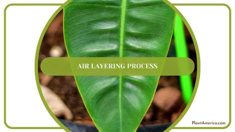Propagating Philodendron by Air Layering Process Plant America Propagating Philodendron by Air Layering Process Plant America