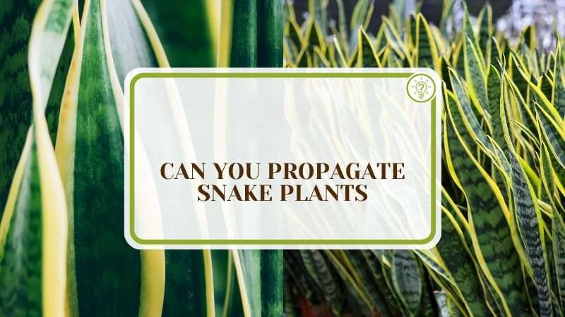Propagating Snake Plants PlantAmerica Can You Propagate Snake Plants? Learn All the Trade Secrets
