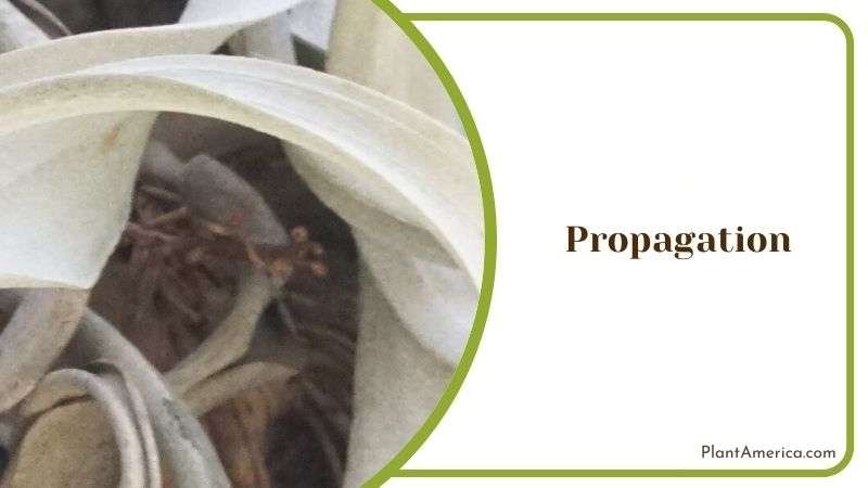 Propagating Tillandsia Xerographica Plant America