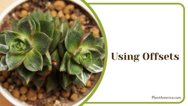 Propagating an Echeveria Purpusorum plant Plant America
