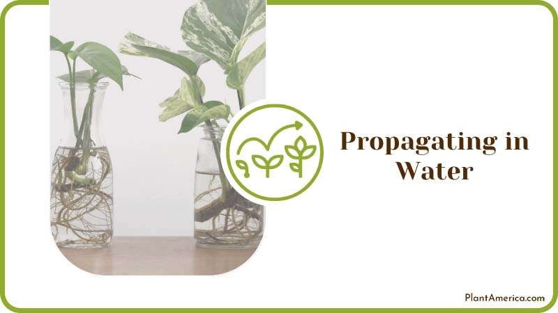 How to Content IMAGE Propagating in Water
