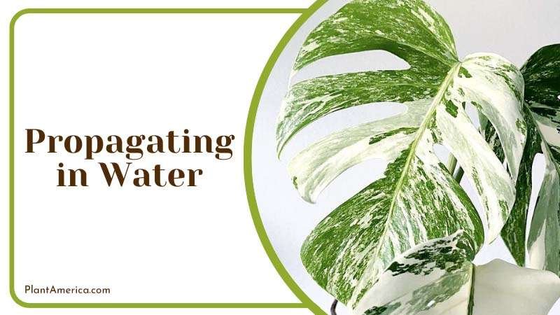 Kubilay One Plant Image Propagating stem cuttings in water