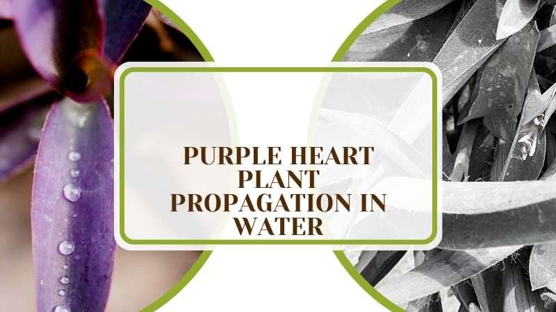 Propagating the Purple Heart Plant in Water Plant America Purple Heart Plant Propagation in Water: Simple, Easy Steps