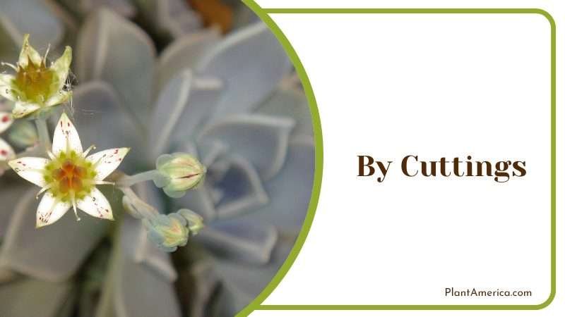 Propagation By Cuttings Graptopetalum Paraguayense Plant America Propagation By Cuttings Graptopetalum Paraguayense Plant America