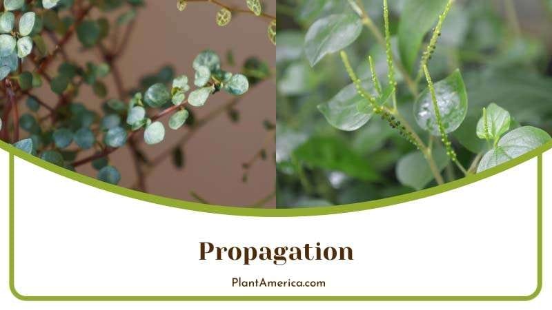 Propagation During the Early Summer PlantAmerica