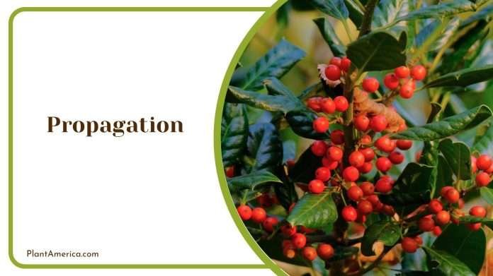 Ruscus Plant: Care Guide for the Robust Foliage Easily in Your Home ...