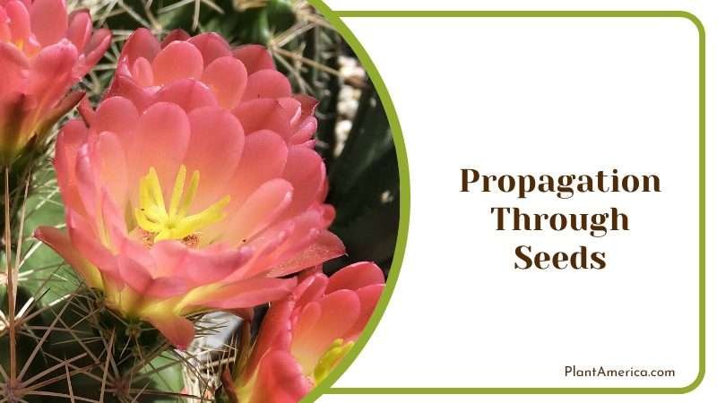 Propagation Through Seeds Plant America 1 Propagation Through Seeds Plant America 1