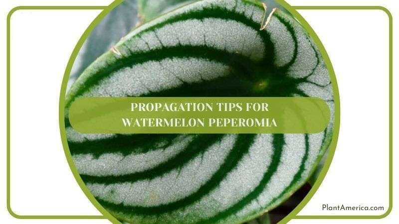 Propagation Tips for Watermelon Peperomia Plant America