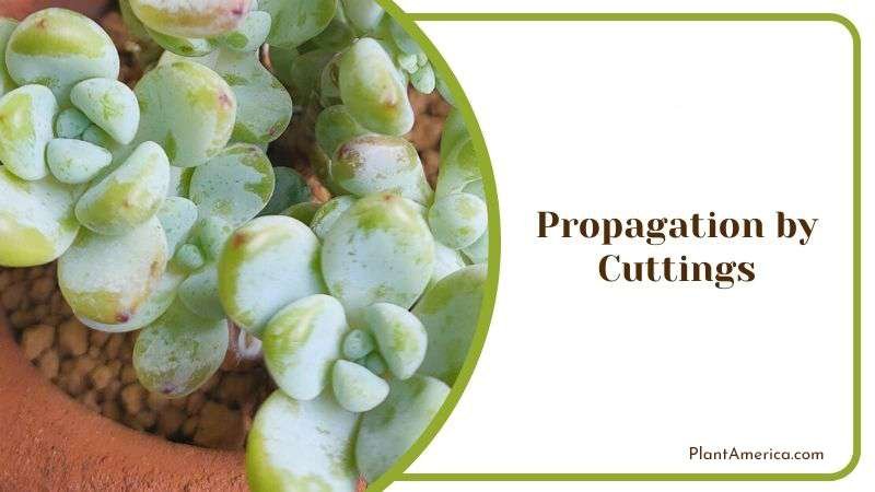 Propagation by Cuttings Plant America Propagation by Cuttings Plant America