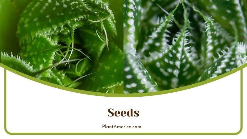 Propagation of Aloe Plant by Seeds Plant America