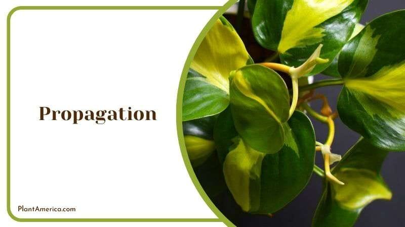Propagation of Brasil Plants Plant America