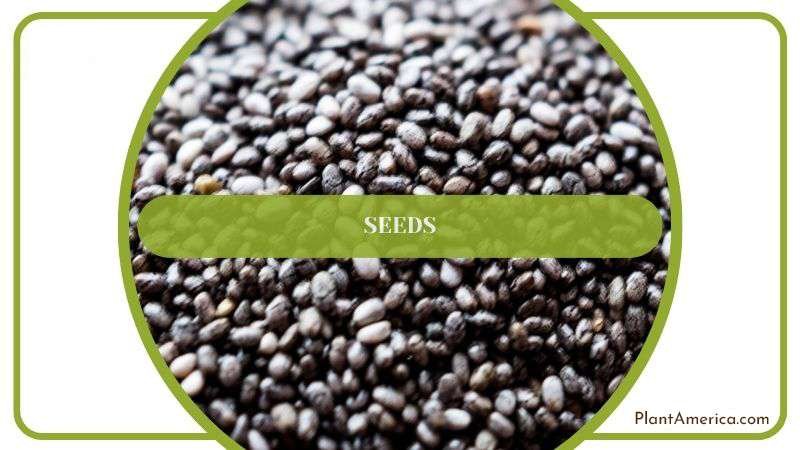 Propagation of Cereus Jamacaru by Seeds Plant America