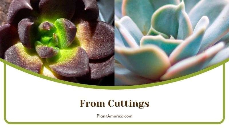 Propagation of Echeveria Cuttings Plant America