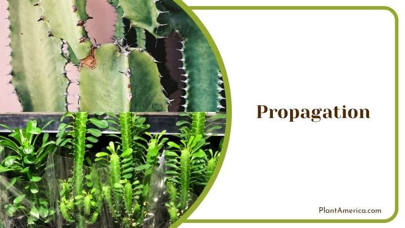Propagation of Euphorbia Trigona Plant America