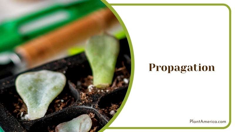 Propagation of Indoors Plant Plant America