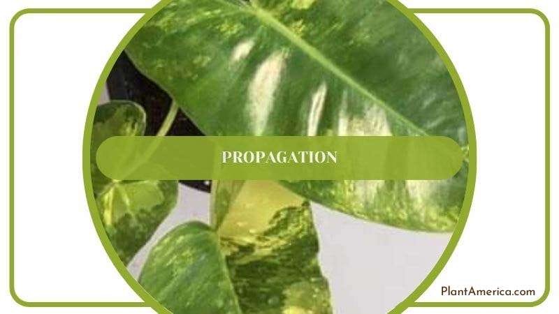 Propagation of Philodendron Cream Splash PlantAmerica Propagation of Philodendron Cream Splash PlantAmerica