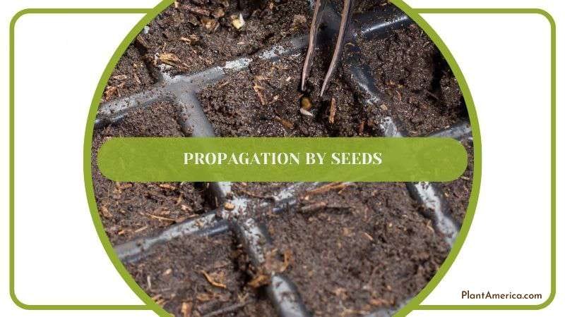 Propagation of Philodendron El Choco Red by Seeds Plant America