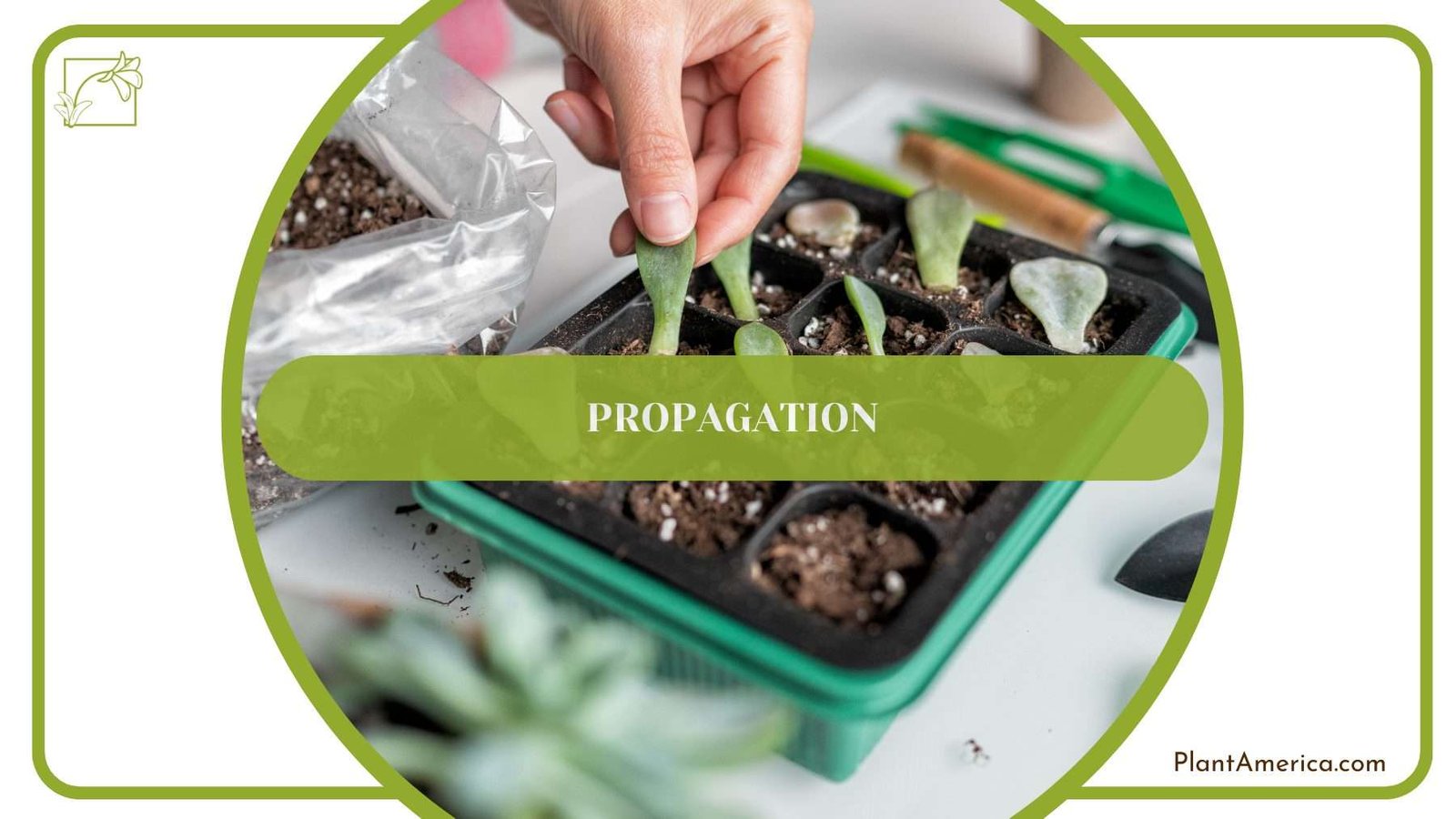 Propagation of Plumosa Fern PlantAmerica