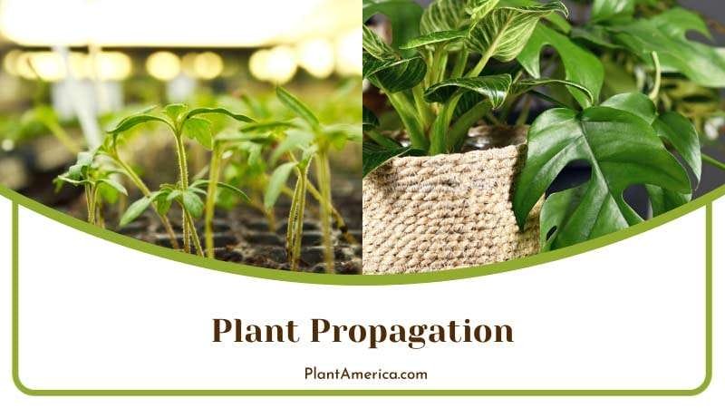 Propagation of Rhaphidophora Plants PlantAmerica