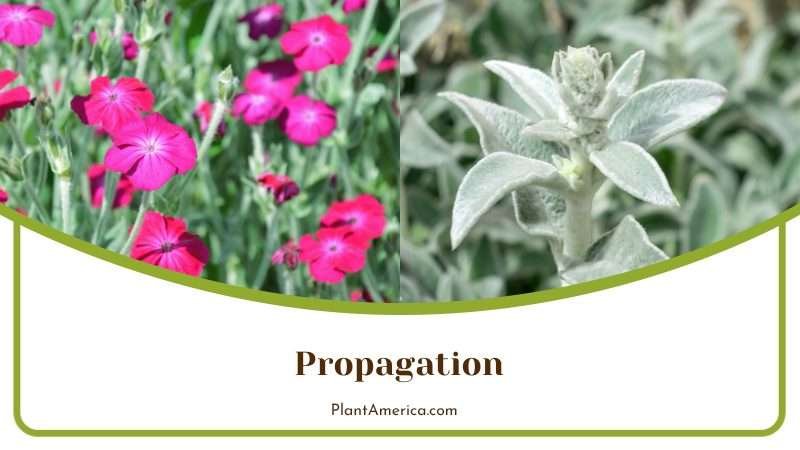 Propagation of Rose Campion and Lamb s Ear Plant America