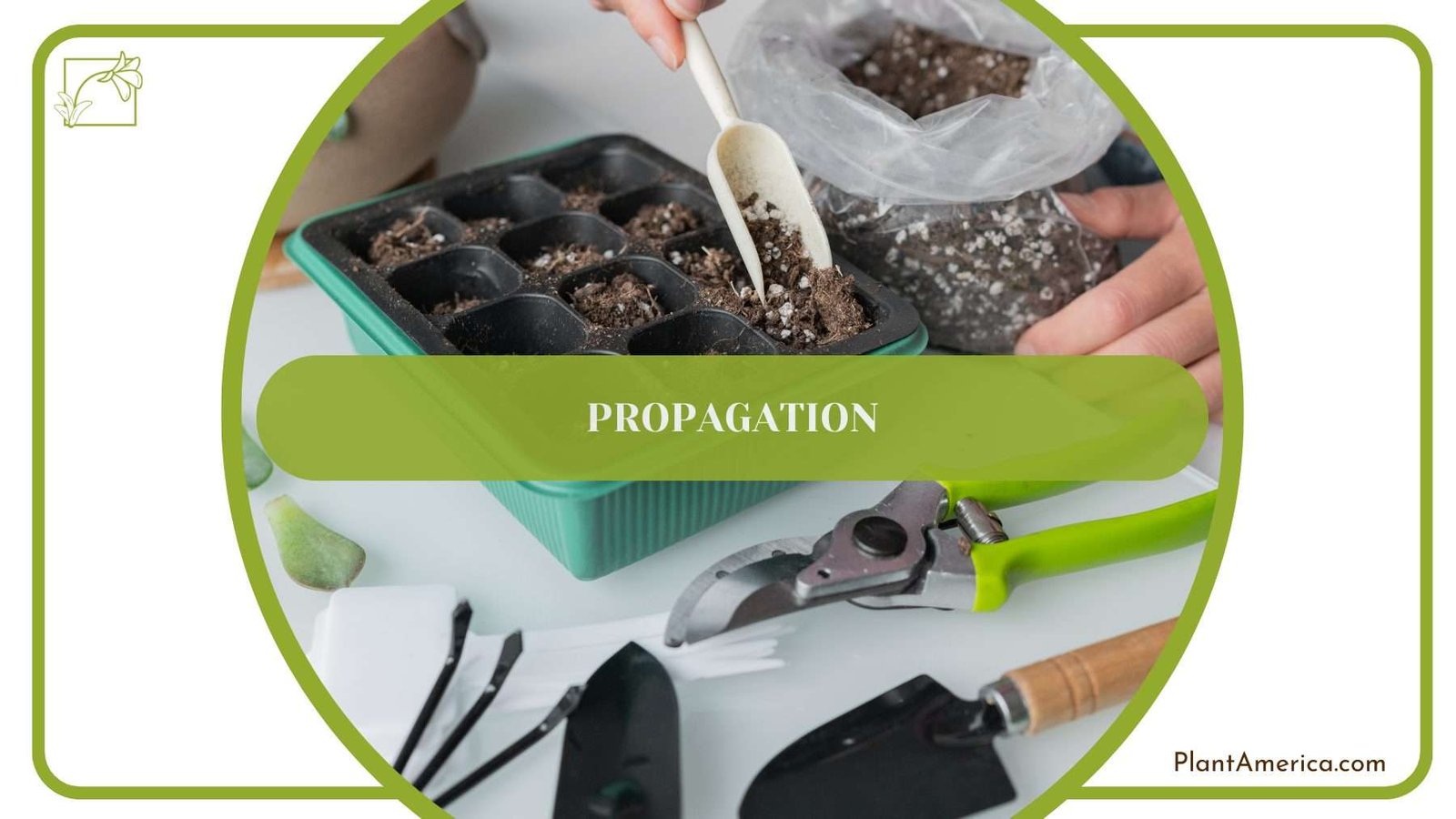 Propagation of Sansevieria Hahnii PlantAmerica