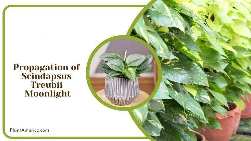 Propagation of Scindapsus Treubii Moonlight PlantAmerica