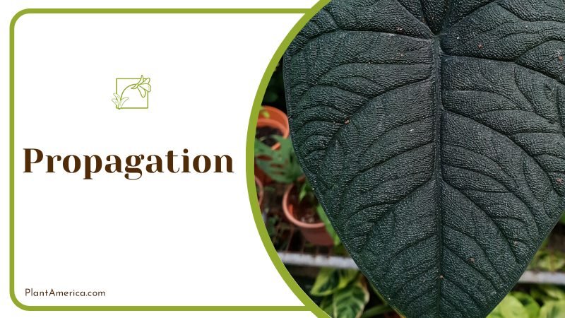 Propagation of the Alocasia Melo Plant ~ PlantAmerica