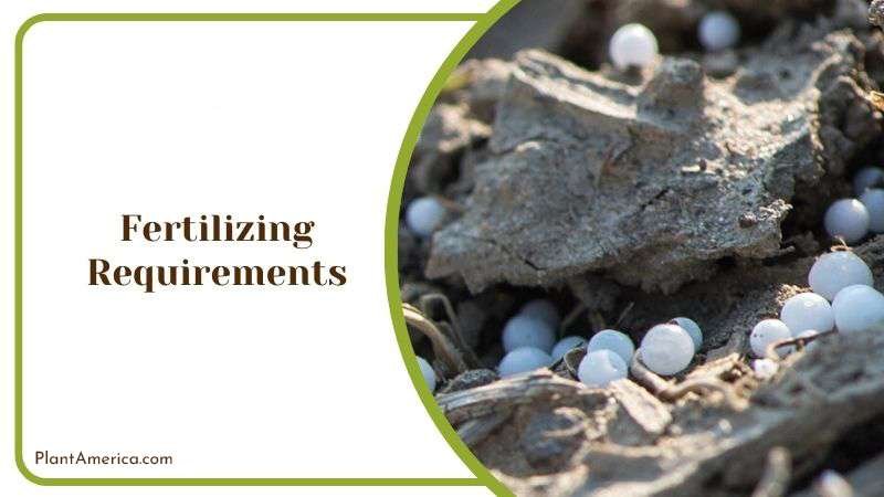 Proper Fertilization for Elderberry Plant Plant America Proper Fertilization for Elderberry Plant Plant America