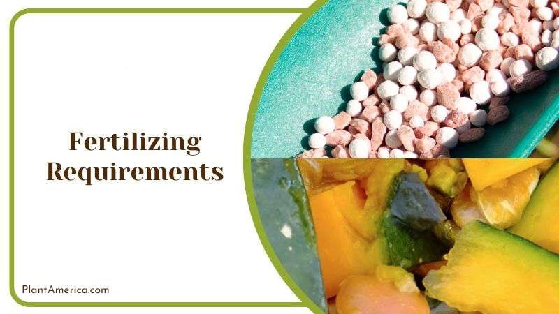 Proper Fertilizer for Evelyn Plant Plant America