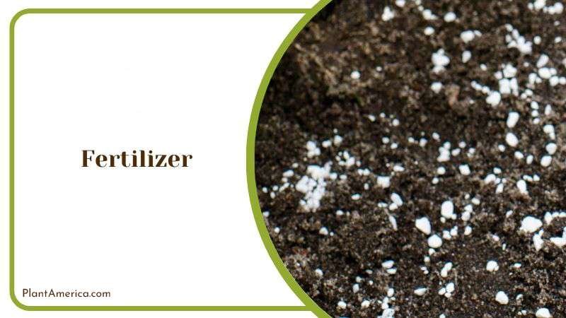 Proper Fertilizer for Sandersonia Aurantiaca Plant America