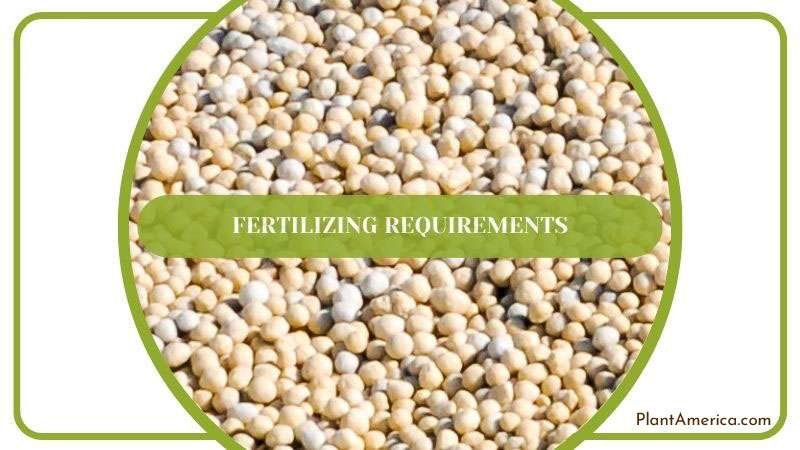 Proper Fertilizing Needed for Anthurium Plant ~ PlantAmerica Proper Fertilizing Needed for Anthurium Plant ~ PlantAmerica