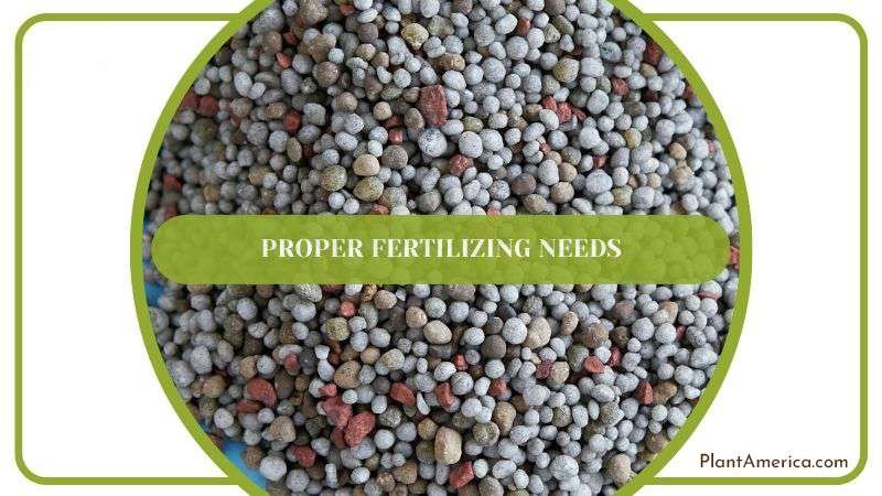 Proper Fertilizing Needs