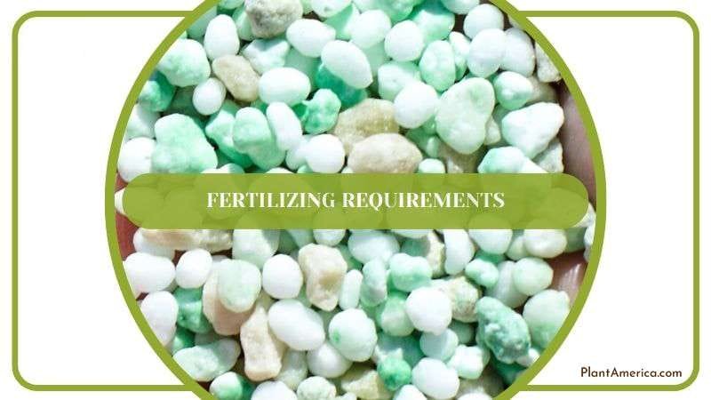 Proper Fertilizing for Rubber Plant Plant America