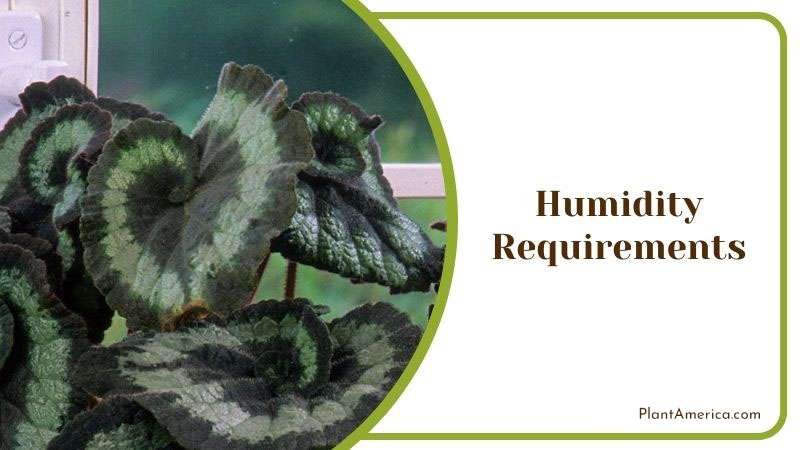 Proper Humid Condition for Begonia Acetosa ~ PlantAmerica