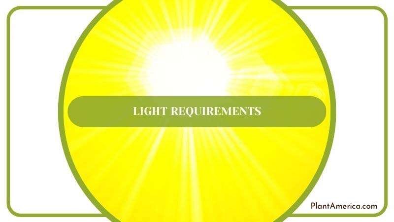 Proper Light for Canna Plant Plant America