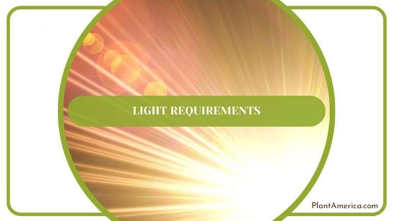 Proper Lighting for Leopard Plant Plant America