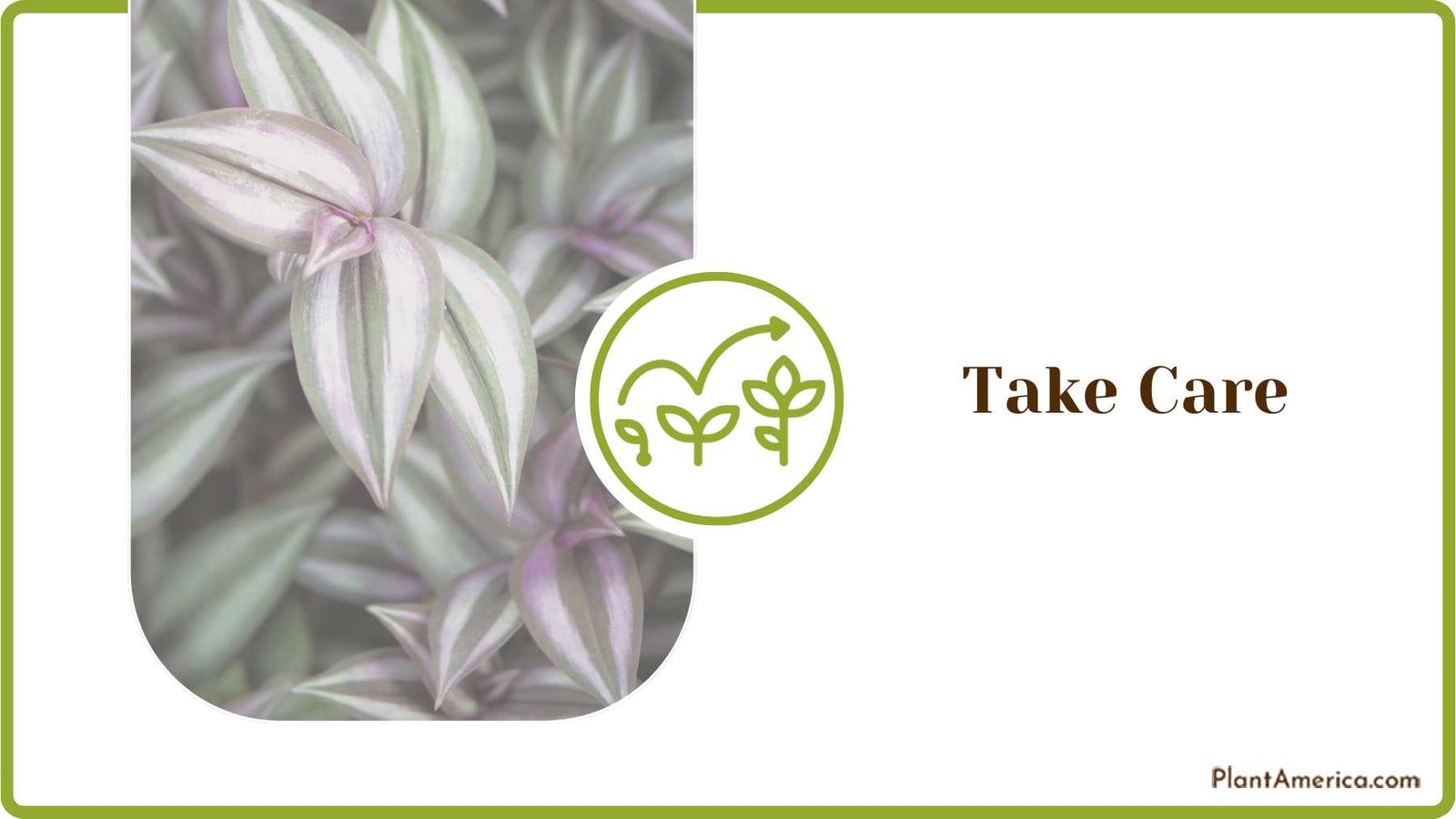 Proper Plant Care Plant America